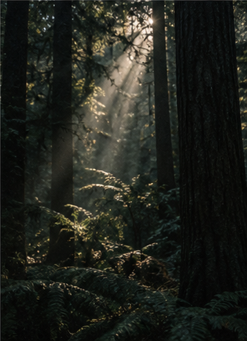 Light through a forest